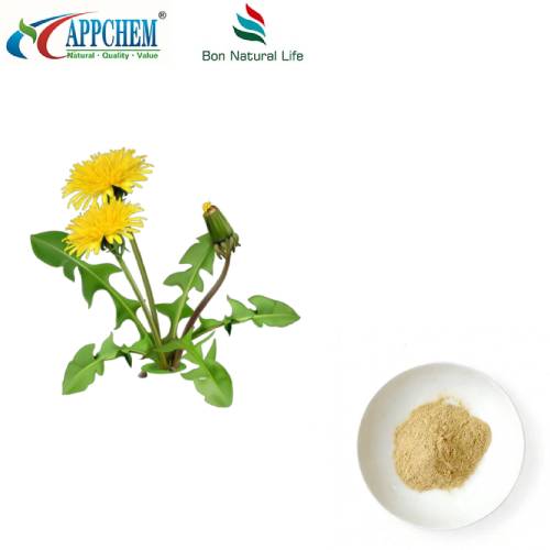 Flavonoid Bubuk Ekstrak Dandelion