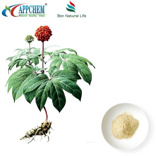Ekstrak Notoginseng Radix Et Rhizoma